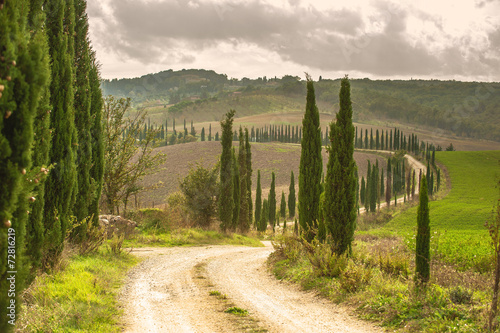 Cypress road in the landscape of Tuscany
