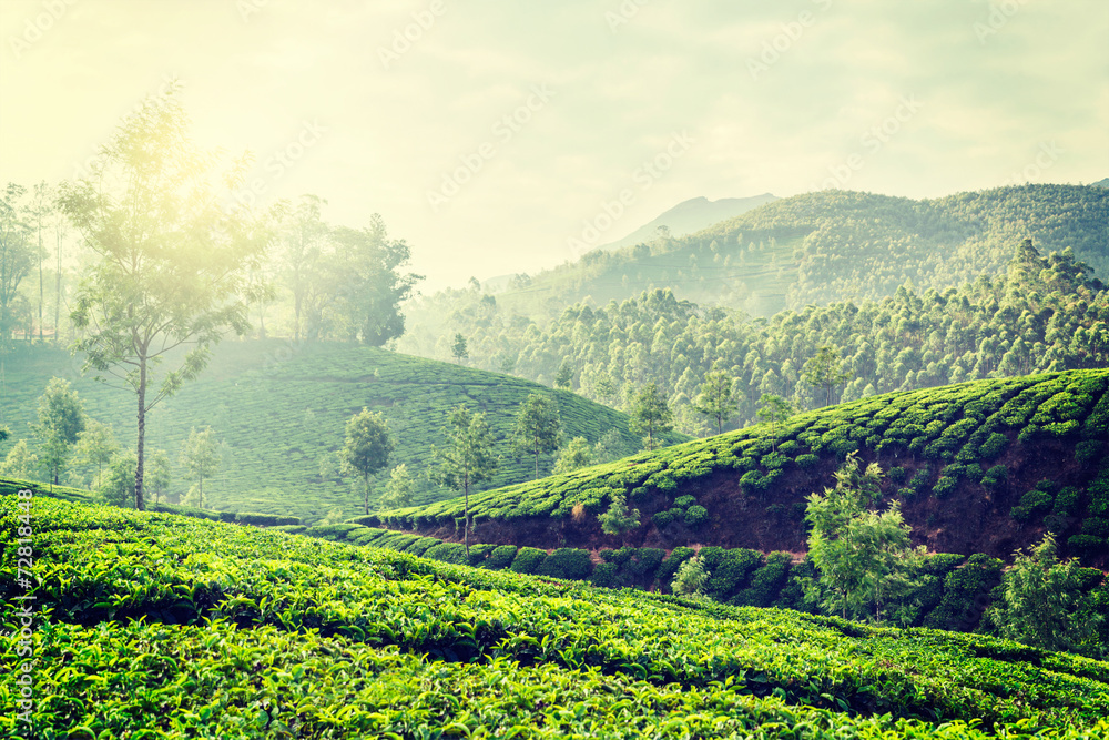 Green tea plantations in Munnar, Kerala, India