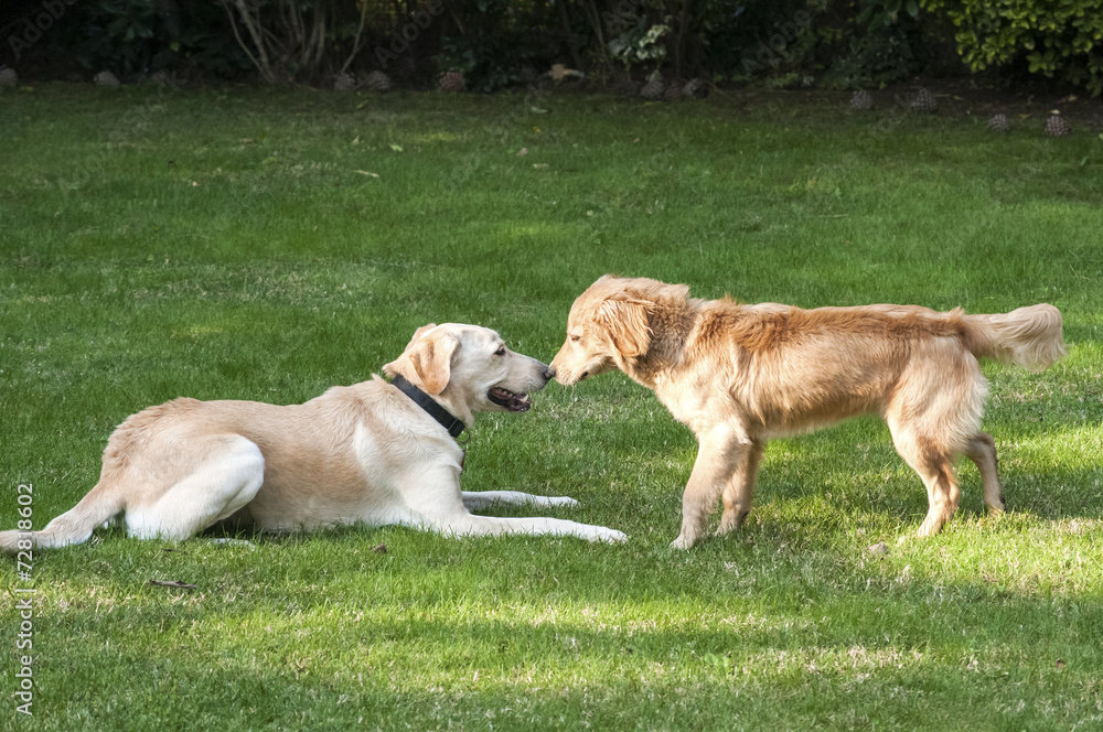 Two friendly dogs on grass in house backyard
