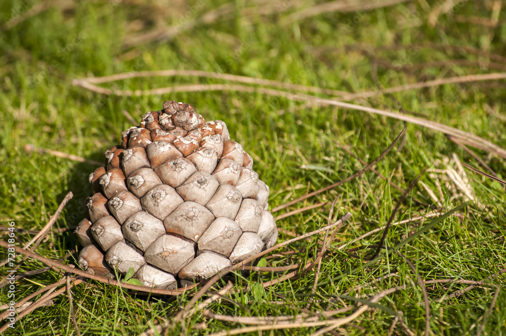 Pine cone and needles on fall green grass meadow Pine cone and needles on fall green grass meadow