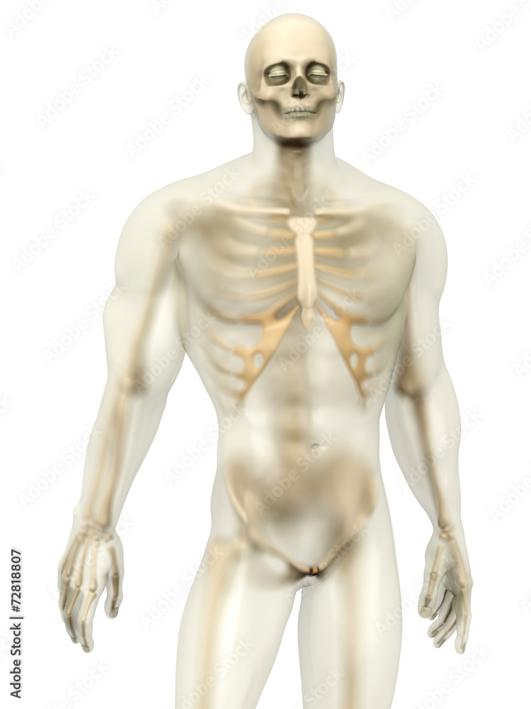 Menschliche Anatomie
