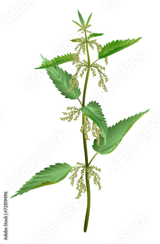 Nettle isolated
