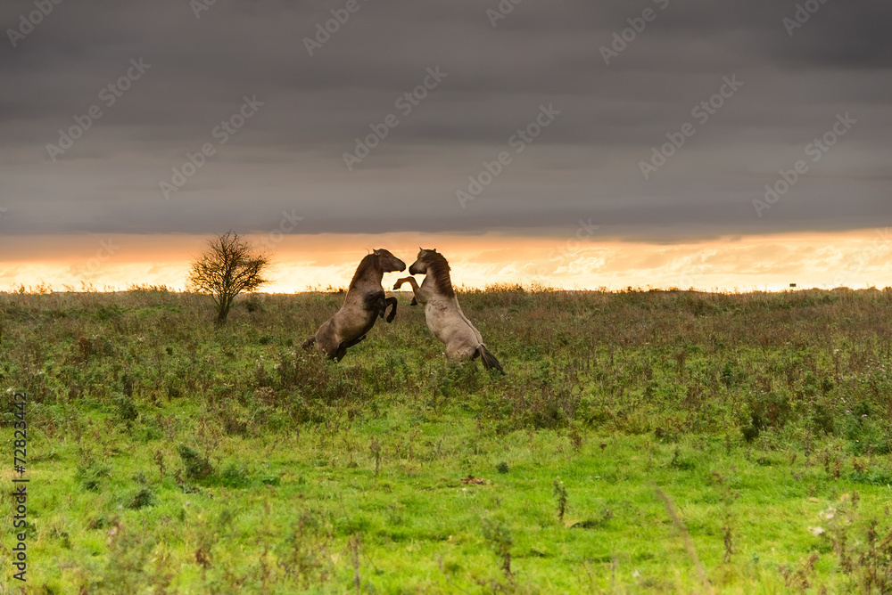 Fototapeta premium Prancing horses at sunset