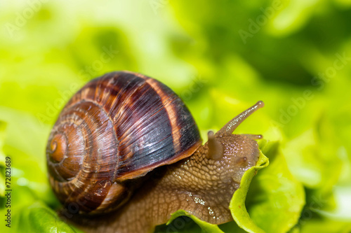 Snail [helix pomatia] eating and crawling on lettuce leaf © Velizar  Gordeev