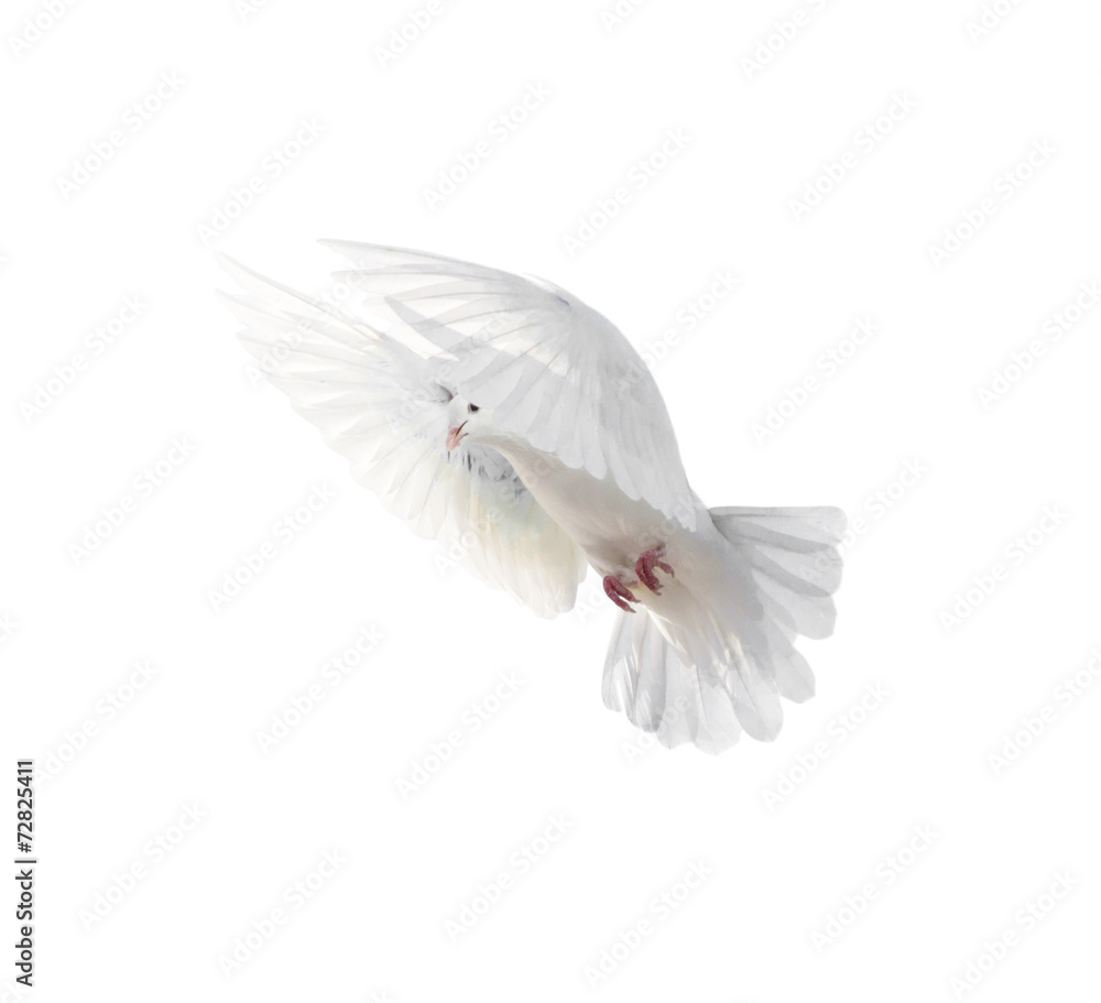 Naklejka premium A free flying white dove isolated on a white background