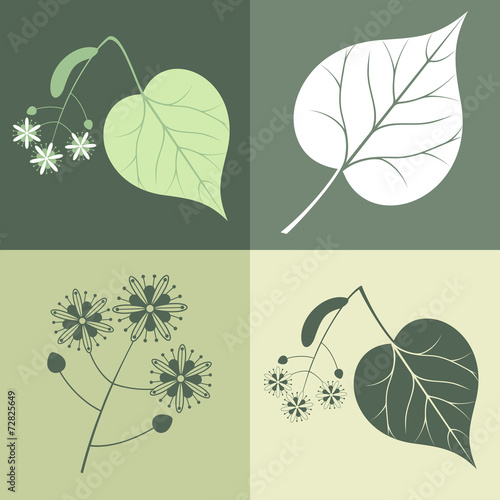 Lime Tree