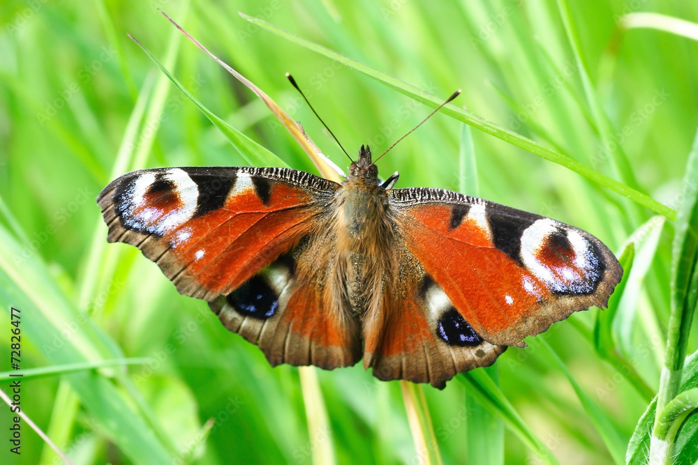 Obraz premium Inachis io