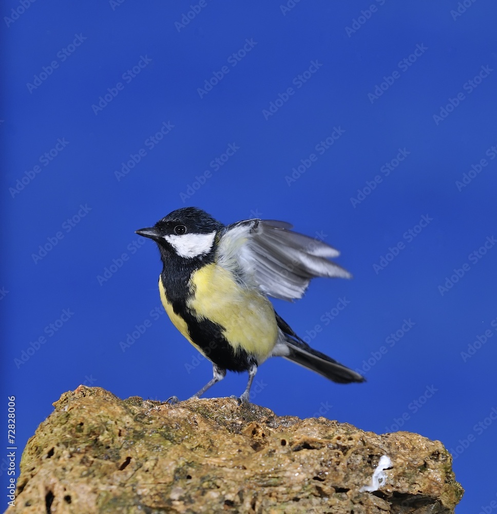 Naklejka premium Great tit.