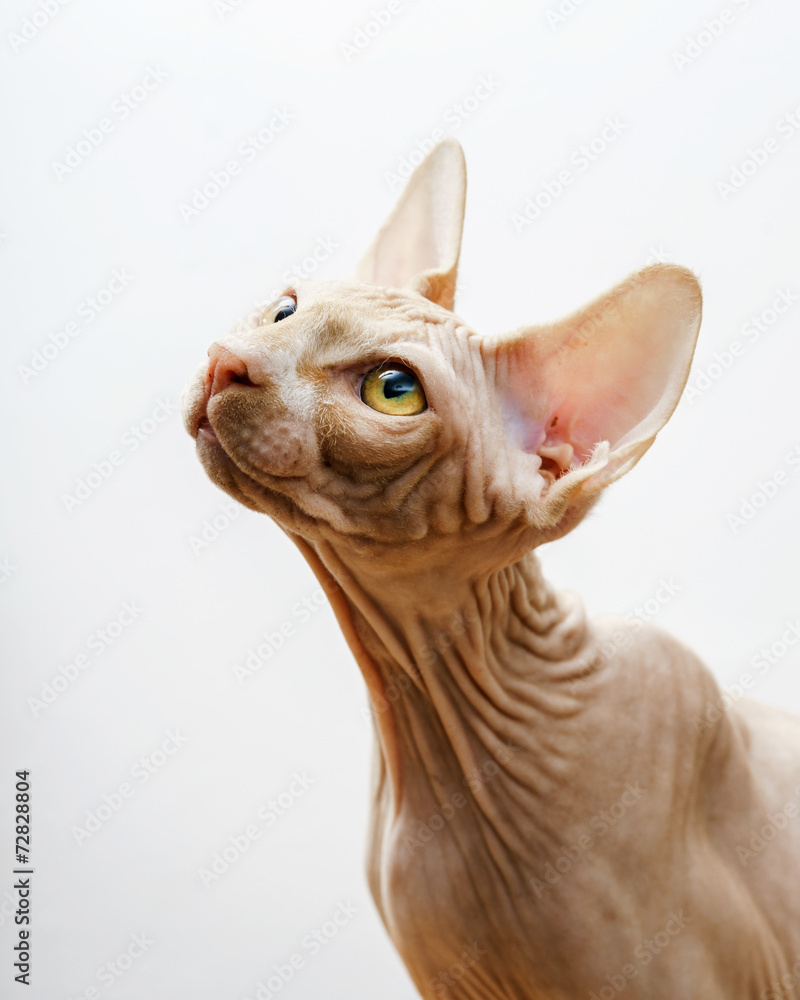 Beautiful pink sphynx cat portrait Beautiful pink sphynx cat portrait
