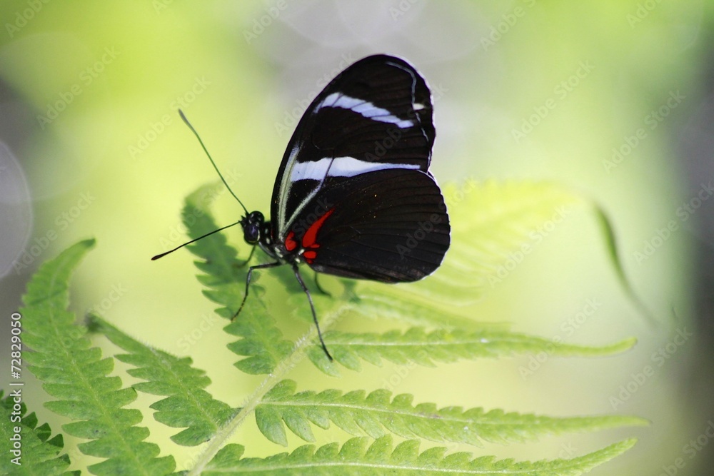 Fototapeta premium Sara Longwing / Blue Grecian Butterfly - ventral view