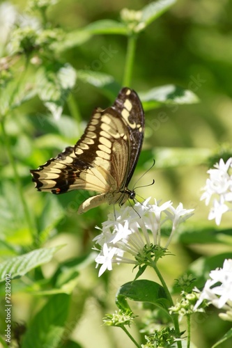 King Swallowtail or Thoas Swallowtail butterfly
