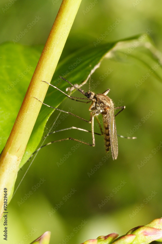 Culex pipiens