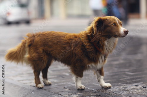 little redhead cute dog on the street