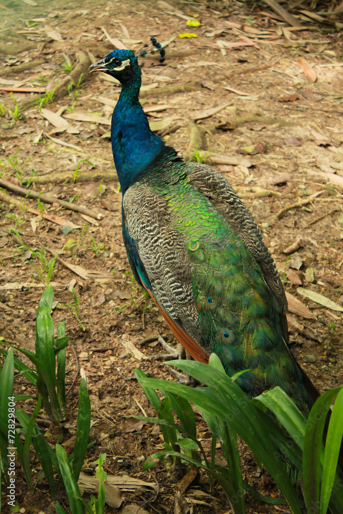 Naklejka premium Peacock