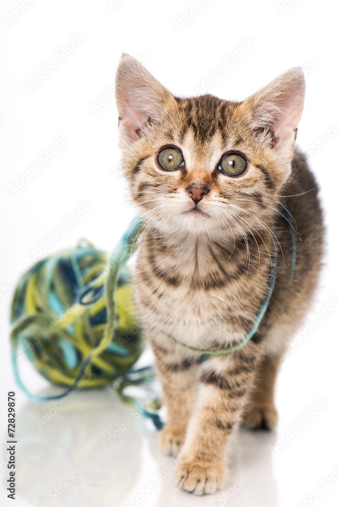 K tzchen Mit Wollkneul Stock Foto Adobe Stock