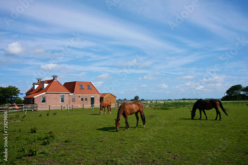 Grazing brown and black horses in a farm meadow