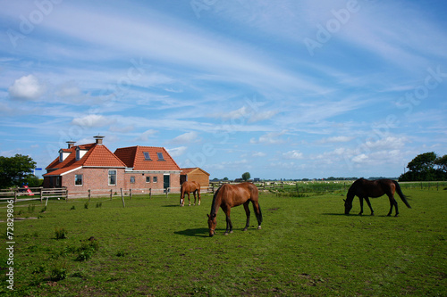 Grazing brown and black horses in a farm meadow