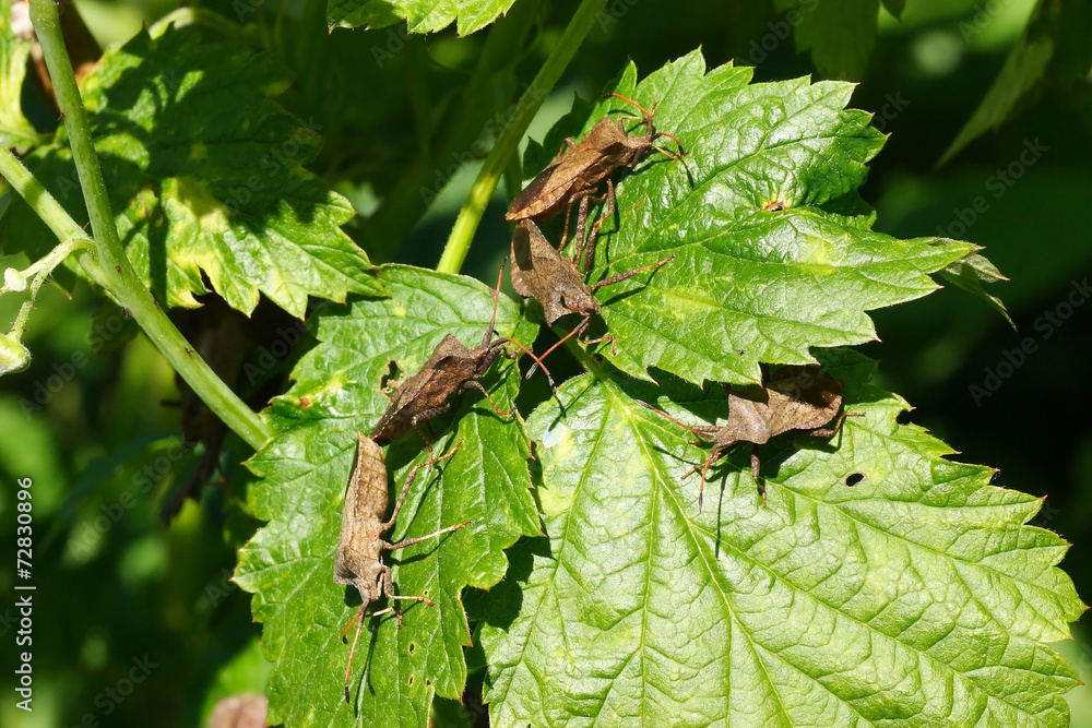 Coreus marginatus