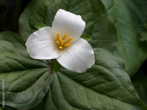Pacific Trillium Closeup