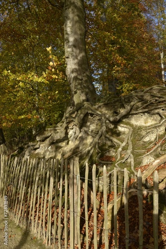 Racines entrelacées d'un vieux hêtres en forêt de Soignes photo