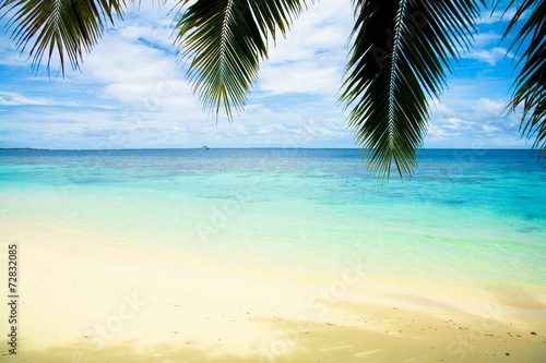 Beach Under Palms