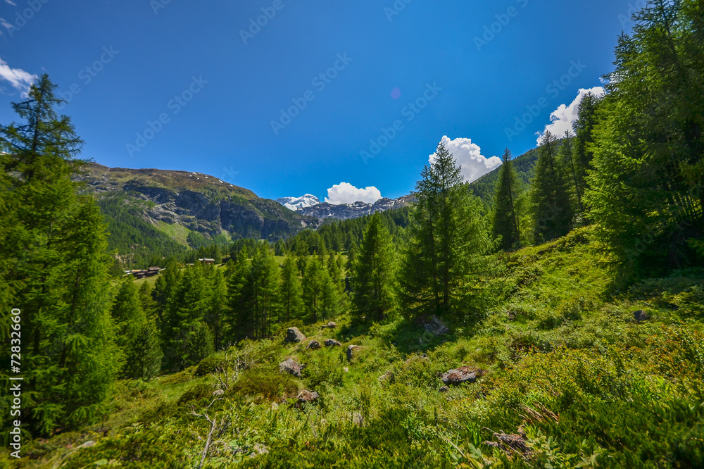 Amazing greenery of Switzerland mountains Amazing greenery of Switzerland mountains