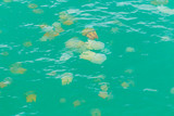  Sea jellyfish floating in the sea