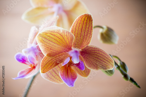 Fototapeta Naklejka Na Ścianę i Meble -  Orchid.