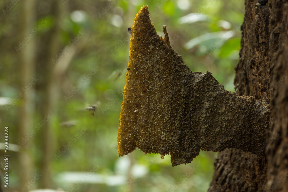 Stingless Bee Stingless Bee