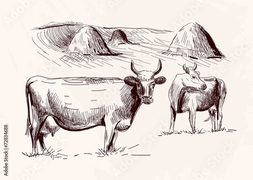 cow. animal husbandry