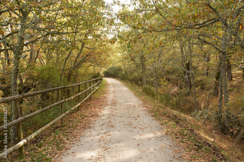 Fototapeta premium via verde en burgos, ferrocarril minero