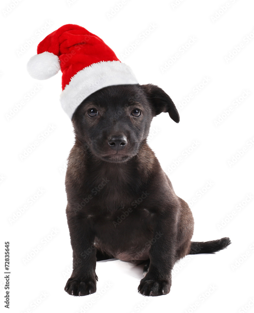 Funny puppy in Santa Claus hat isolated on white Funny puppy in Santa Claus hat isolated on white