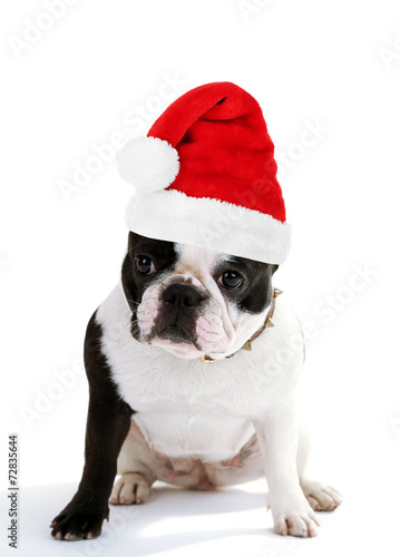 Cute French bulldog in Santa Claus hat isolated on white © Africa Studio