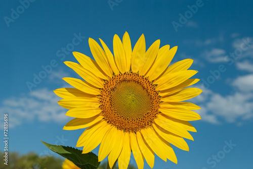 sunflower