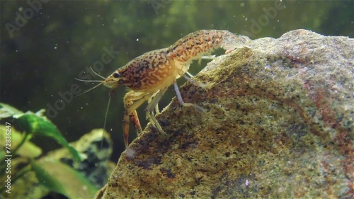 Live cray fish moving underwater photo