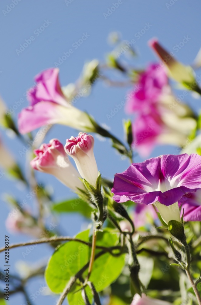 Obraz premium Petunia Flower