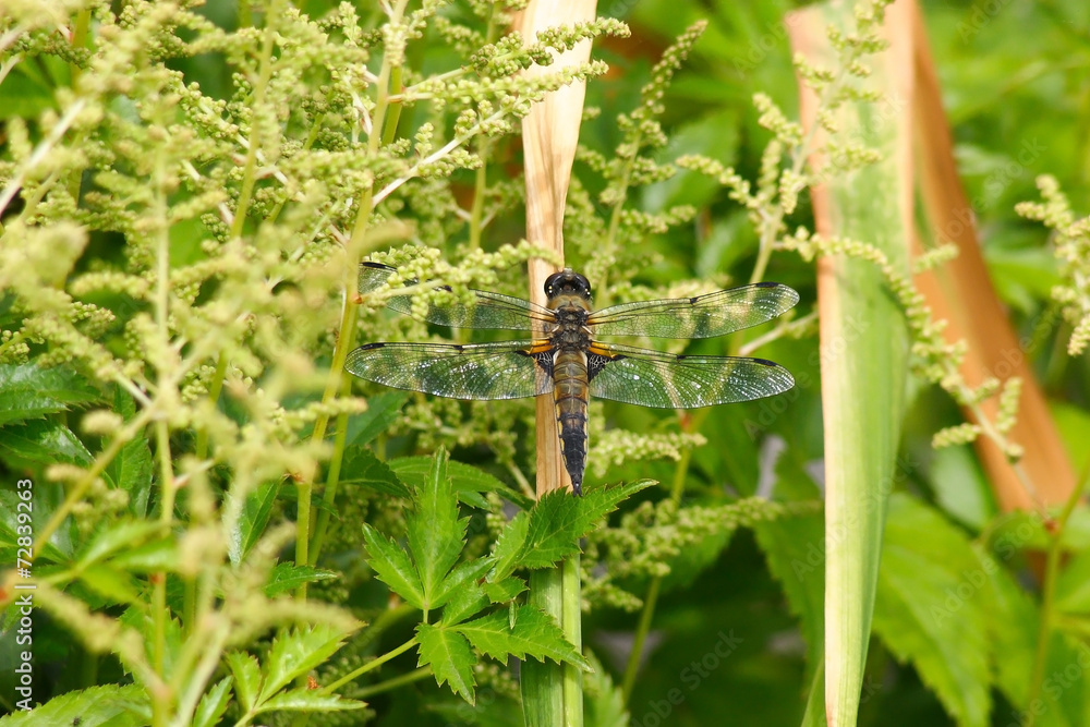 Fototapeta premium Libellula quadrimaculata