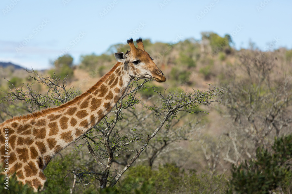 Obraz premium african giraffe closeup