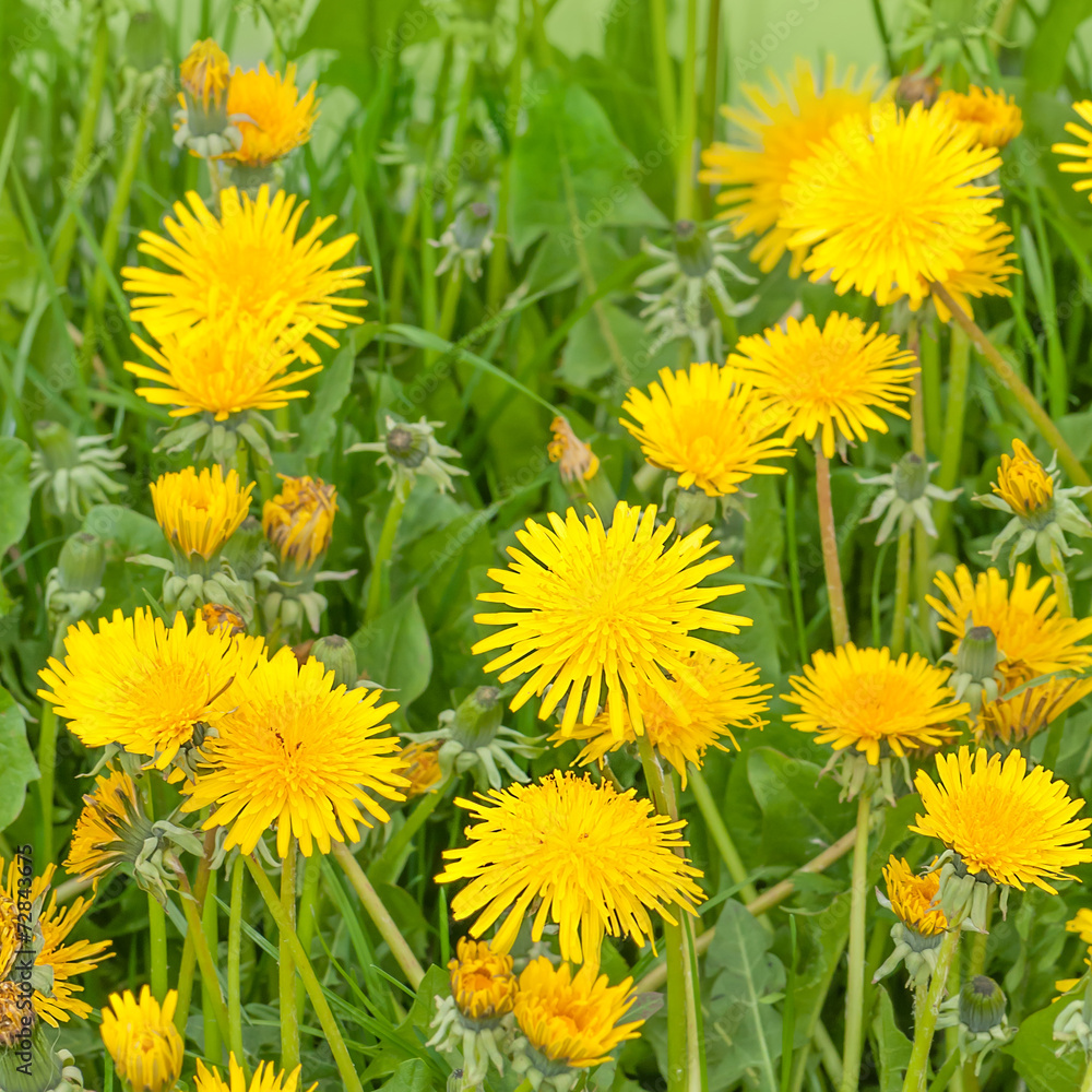Löwenzahn, Taraxacum, Blumenwiese, Frühling Löwenzahn, Taraxacum, Blumenwiese, Frühling