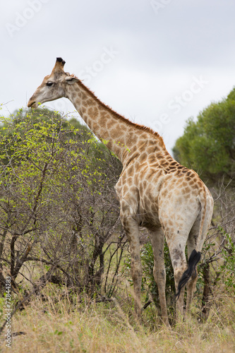 african giraffe feeding on trees