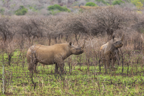 two black rhinos