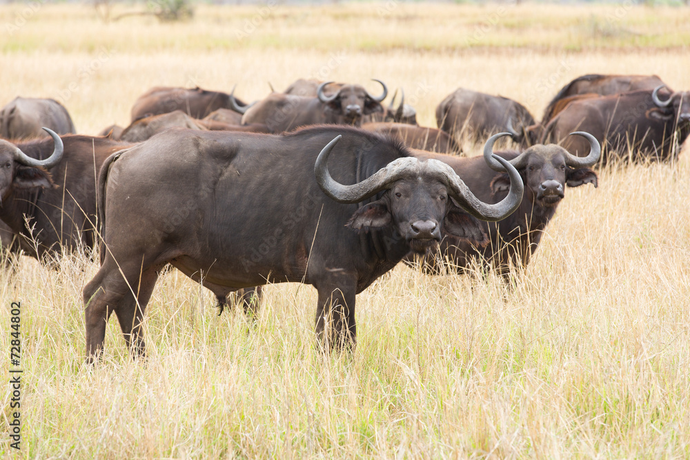 Obraz premium african buffalo herd