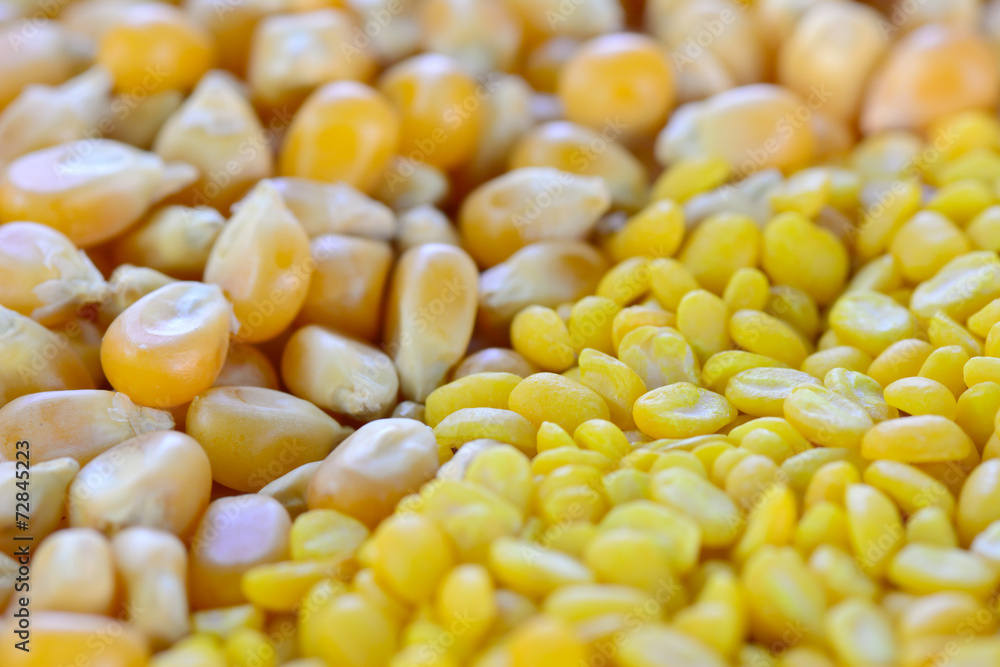 closeup of split yellow mung beans and sweetcorn seeds closeup of split yellow mung beans and sweetcorn seeds