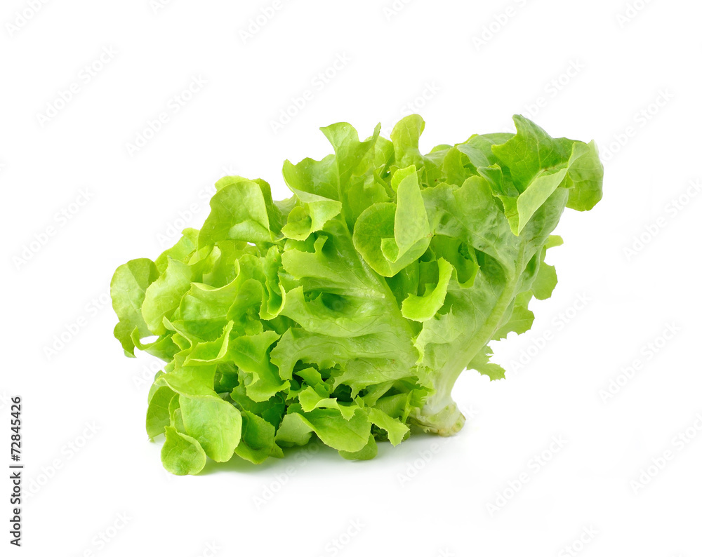 fresh green lettuce leaves isolated on white fresh green lettuce leaves isolated on white