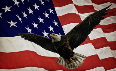 Bald Eagle and Flag