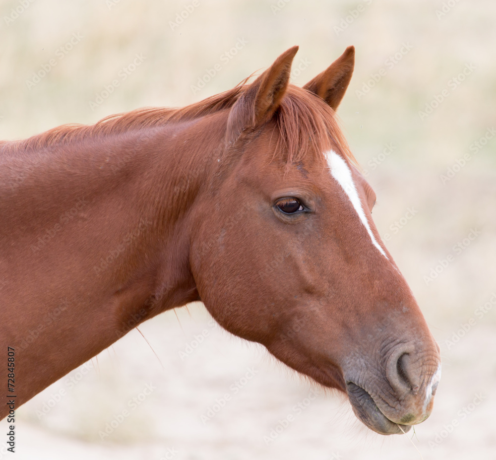 Fototapeta premium horse on nature