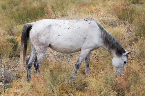 horses eat grass