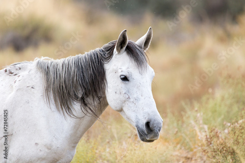 White horse on nature