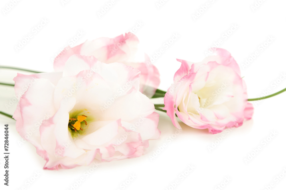 Beautiful pink eustoma isolated on white Beautiful pink eustoma isolated on white