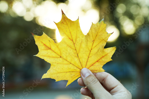 Hand holding yellow maple leaf